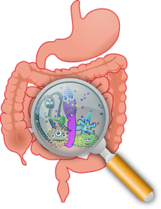 Fix your gut fix your thyroid and adrenals